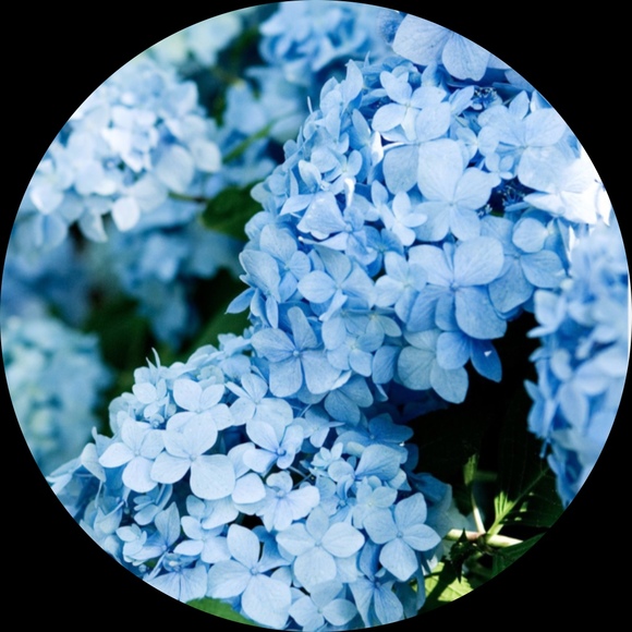 ellacloset25